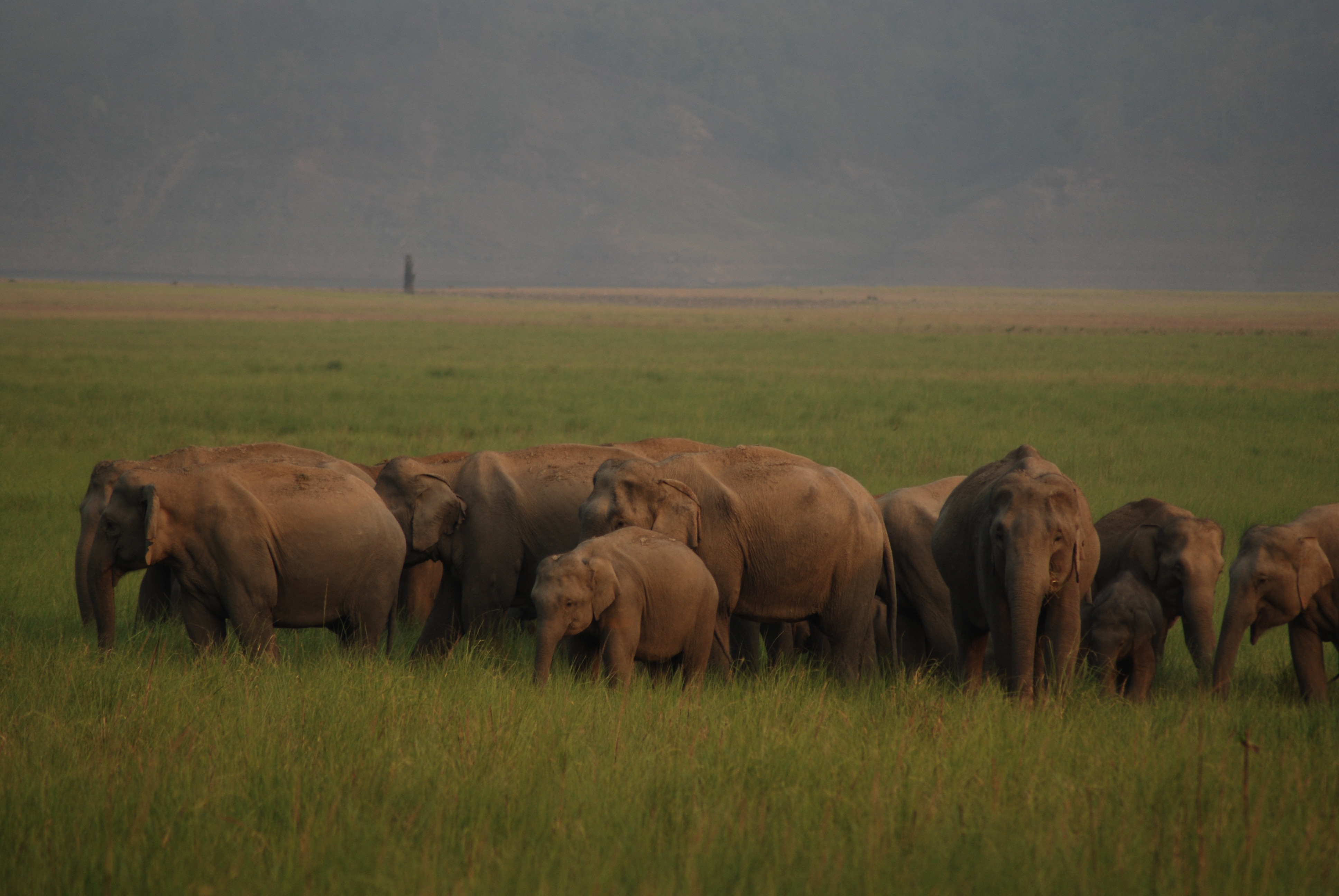 Elephants in the Jungle