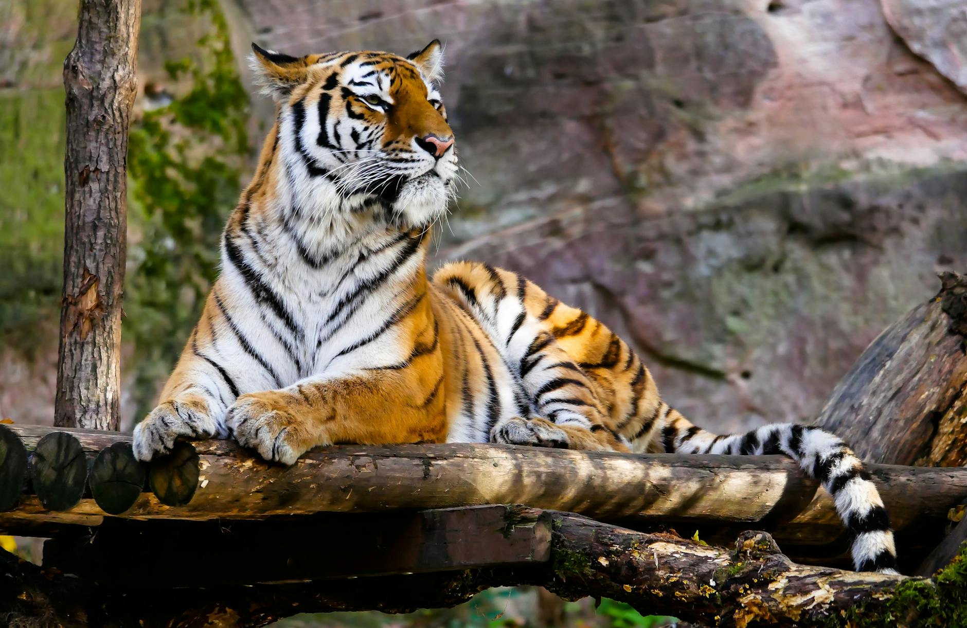 Tiger Sighting